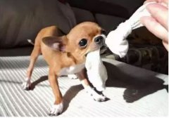  如何阻止狗狗亂咬家具？