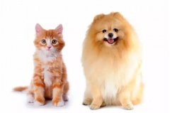 貓咪真的沒有狗狗忠誠嗎？