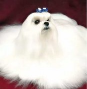 你不快樂嗎？那是因為你沒有養狗！