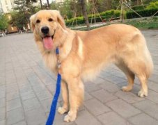 狗狗的品種，居然暴露了你的性格？