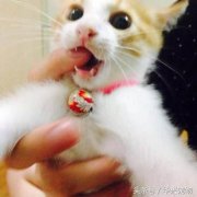 養貓后才會懂的7件事