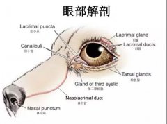 狗狗眼里常含淚水，是為愛(ài)感動(dòng)嗎？