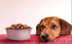 狗狗不想吃狗糧的原因有哪些？ 華興寵物食品