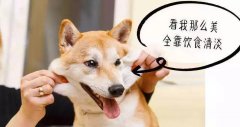 重口味的狗狗愛啃腳？注意！這可能不是怪癖而