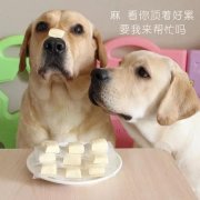 狗狗是否需要補(bǔ)鈣？補(bǔ)鈣應(yīng)注意什么？ 華興寵物