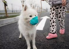 疫情下，如何保證寵物的安全？